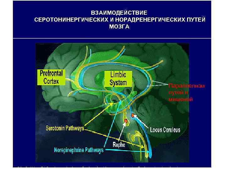 ВЗАИМОДЕЙСТВИЕ СЕРОТОНИНЕРГИЧЕСКИХ И НОРАДРЕНЕРГИЧЕСКИХ ПУТЕЙ МОЗГА Параллелизм путей и мишеней 