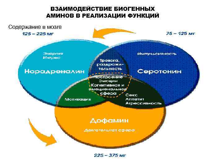 ВЗАИМОДЕЙСТВИЕ БИОГЕННЫХ АМИНОВ В РЕАЛИЗАЦИИ ФУНКЦИЙ Содержание в мозге 