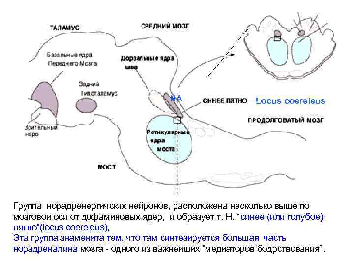 NA Locus coereleus Группа норадренергичских нейронов, расположена несколько выше по мозговой оси от дофаминовых
