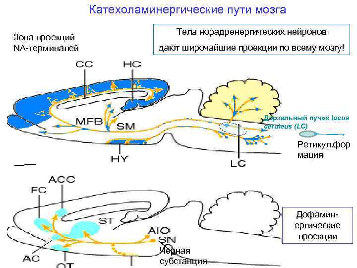 Катехоламинергические пути мозга Зона проекций NA-терминалей Тела норадренергических нейронов дают широчайшие проекции по всему