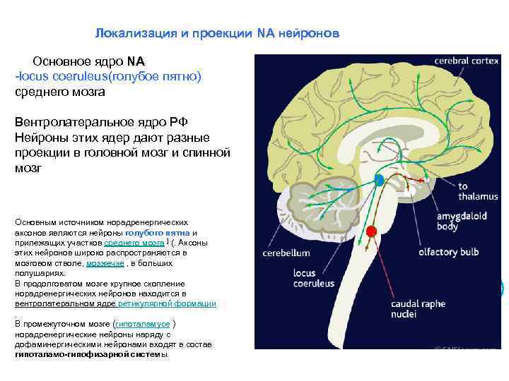 Локализация и проекции NА нейронов Основное ядро NA -locus coeruleus(голубое пятно) среднего мозга Вентролатеральное