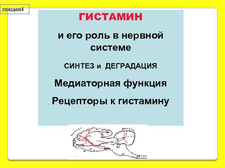 лекция 4 ГИСТАМИН и его роль в нервной системе СИНТЕЗ и ДЕГРАДАЦИЯ Медиаторная функция