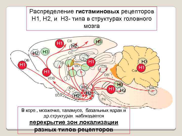 В 3 рецепторы. H1 гистаминовые рецепторы локализация. H1 рецепторы локализация. Локализация h1 рецепторов гистамина. Н1 гистаминовые рецепторы.