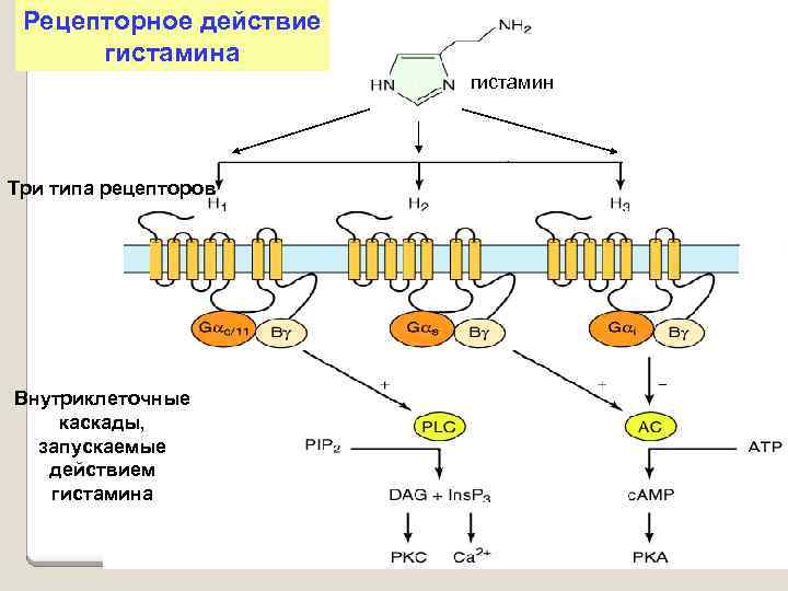 Механизм действия гистамина