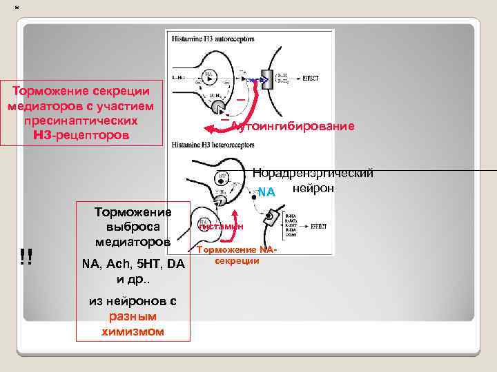 Секреция медиатора. Секреция нейромедиаторов. Тормозящий Нейрон. Синтез и секреция нейромедиаторов. Пресинаптические рецепторы.