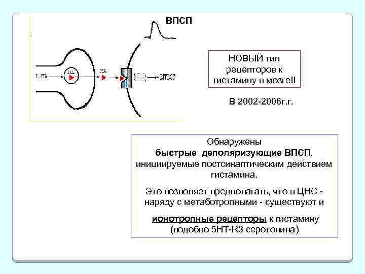 ВПСП НОВЫЙ тип рецепторов к гистамину в мозге!! В 2002 -2006 г. г. Обнаружены
