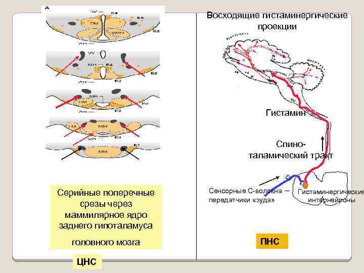 Спиноталамический путь схема