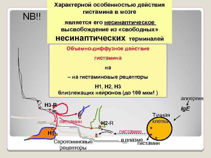 Преобразование различных представлений в мозгу человека и соединение их в цельную картину образов