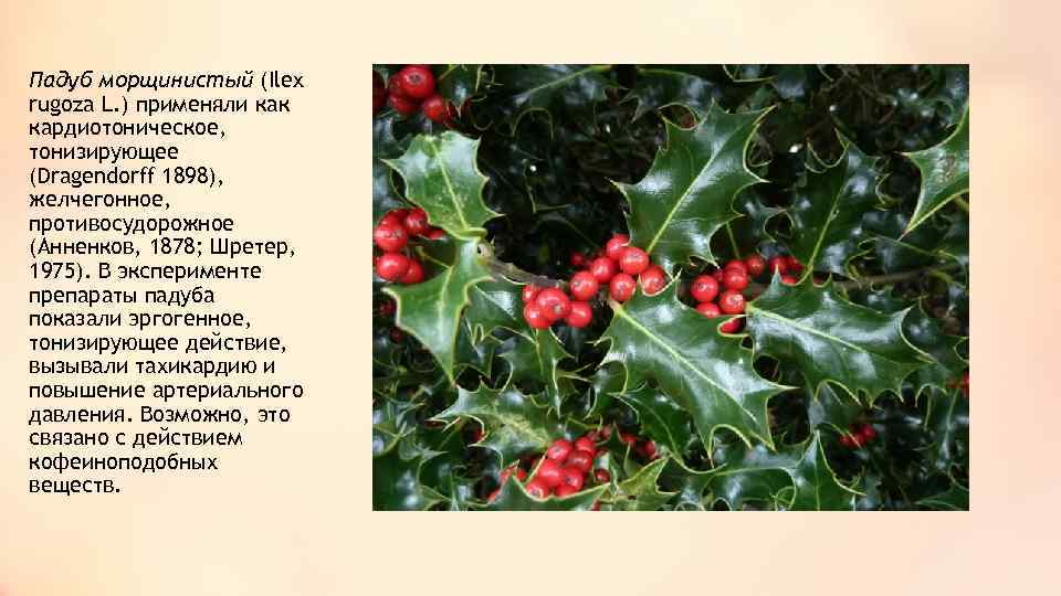 Падуб морщинистый (Ilex rugoza L. ) применяли как кардиотоническое, тонизирующее (Dragendorff 1898), желчегонное, противосудорожное