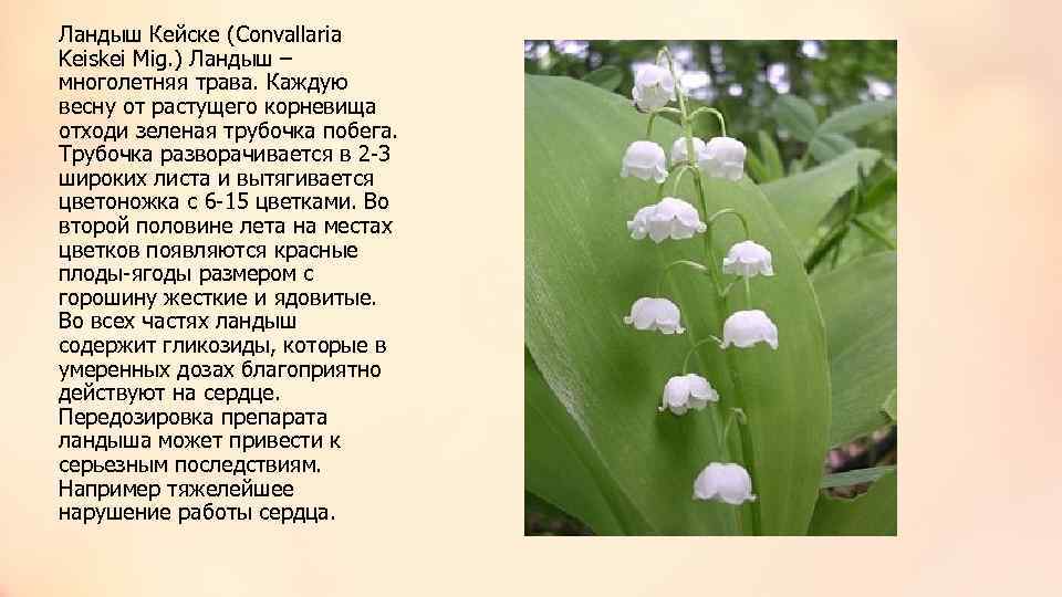 Весенние лекарственные растения фото и названия