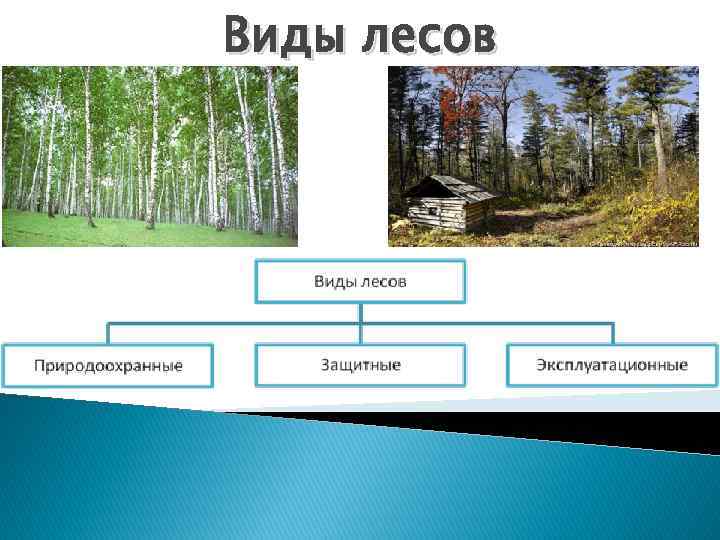 Виды лесов 
