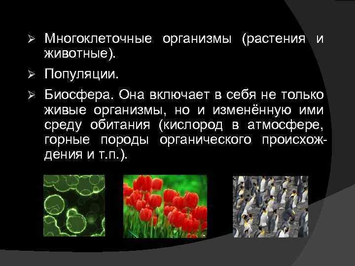 Ø Многоклеточные организмы (растения и животные). Ø Популяции. Ø Биосфера. Она включает в себя