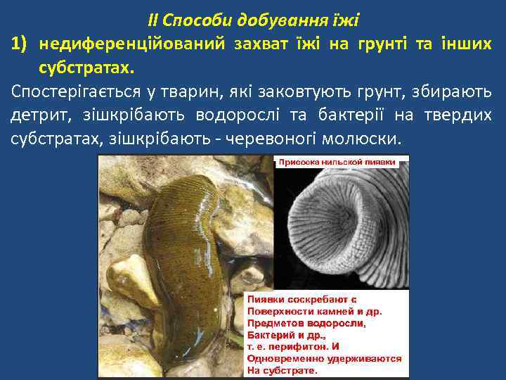 II Способи добування їжі 1) недиференційований захват їжі на грунті та інших субстратах. Спостерігається