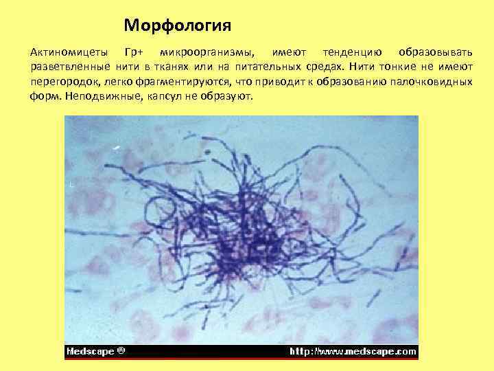 Морфология Актиномицеты Гр+ микроорганизмы, имеют тенденцию образовывать разветвленные нити в тканях или на питательных