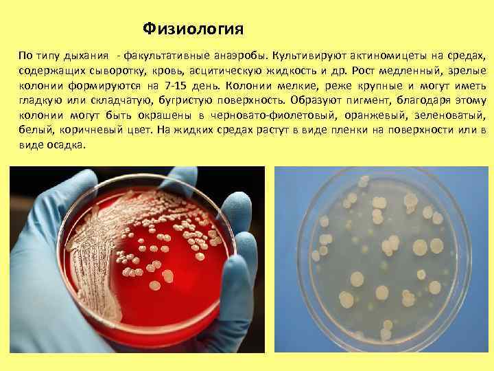 Физиология По типу дыхания - факультативные анаэробы. Культивируют актиномицеты на средах, содержащих сыворотку, кровь,