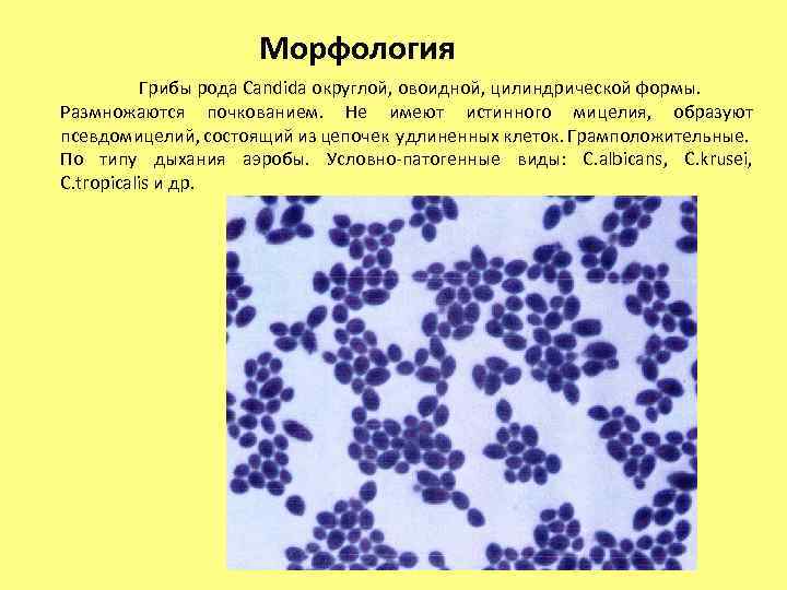 Морфология Грибы рода Candida округлой, овоидной, цилиндрической формы. Размножаются почкованием. Не имеют истинного мицелия,