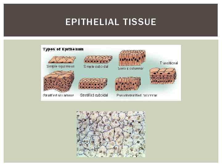 EPITHELIAL TISSUE 