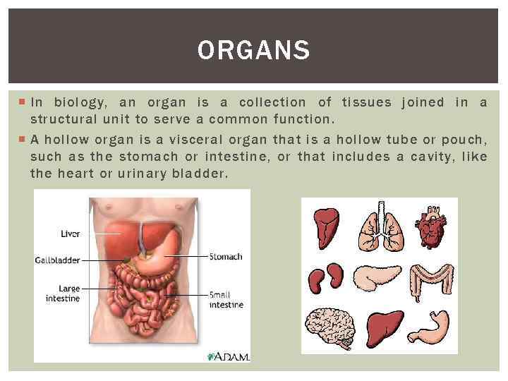 ORGANS In biology, an organ is a collection of tissues joined in a structural