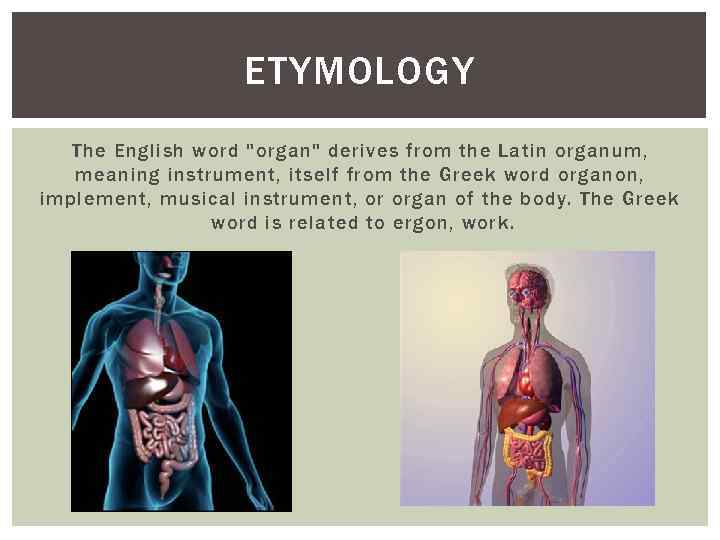ETYMOLOGY The English word "organ" derives from the Latin organum, meaning instrument, itself from