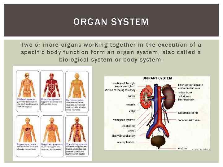 ORGAN SYSTEM Two or more organs working together in the execution of a specific