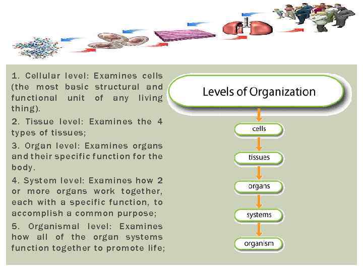 1. Cellular level: Examines cells (the most basic structural and functional unit of any
