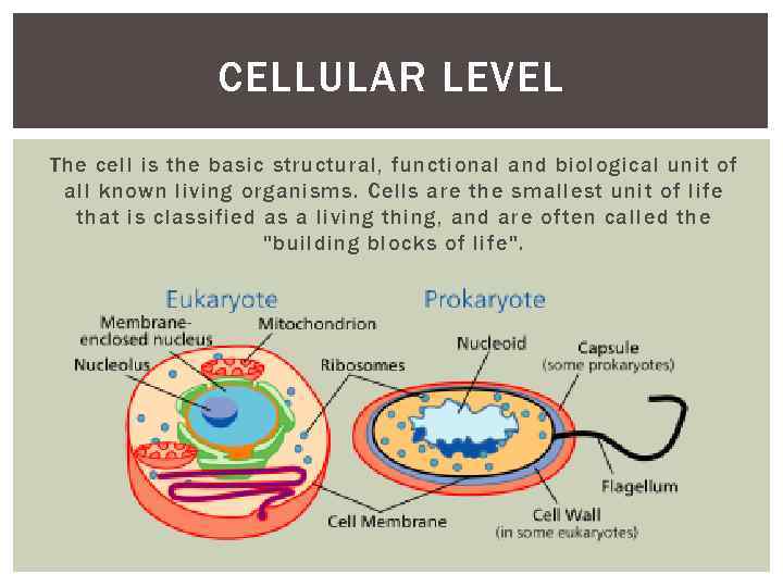 CELLULAR LEVEL The cell is the basic structural, functional and biological unit of all
