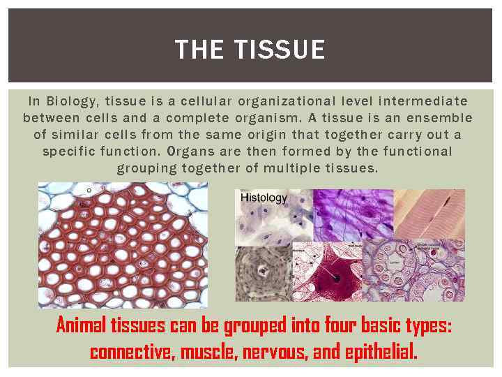 THE TISSUE In Biology, tissue is a cellular organizational level intermediate between cells and