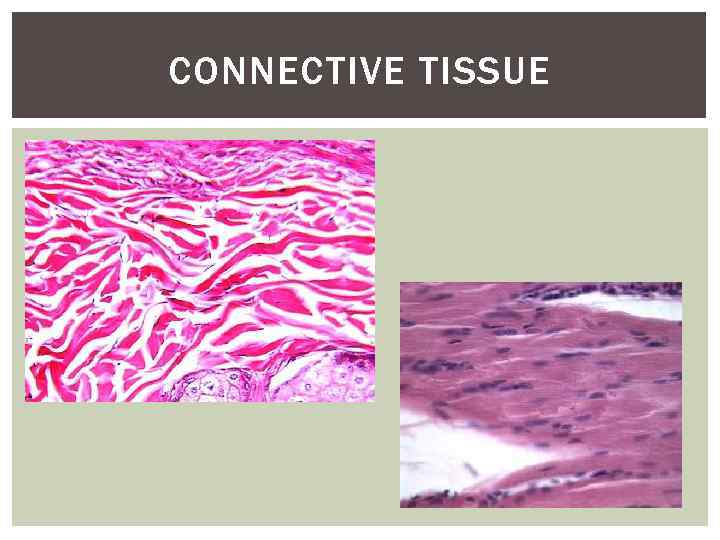 CONNECTIVE TISSUE 