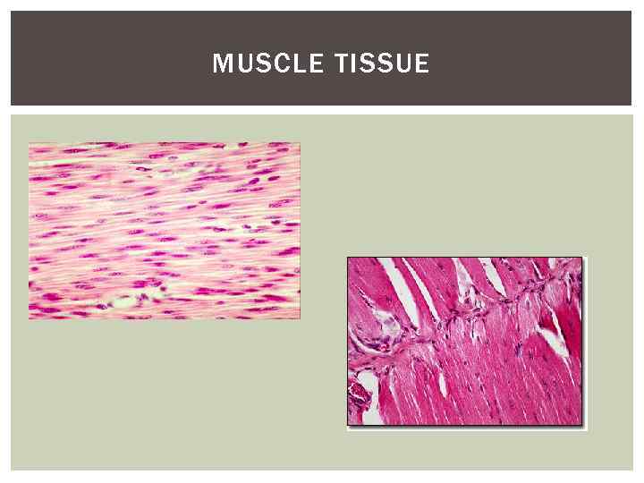 MUSCLE TISSUE 