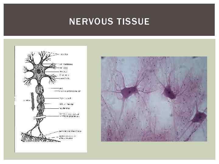 NERVOUS TISSUE 