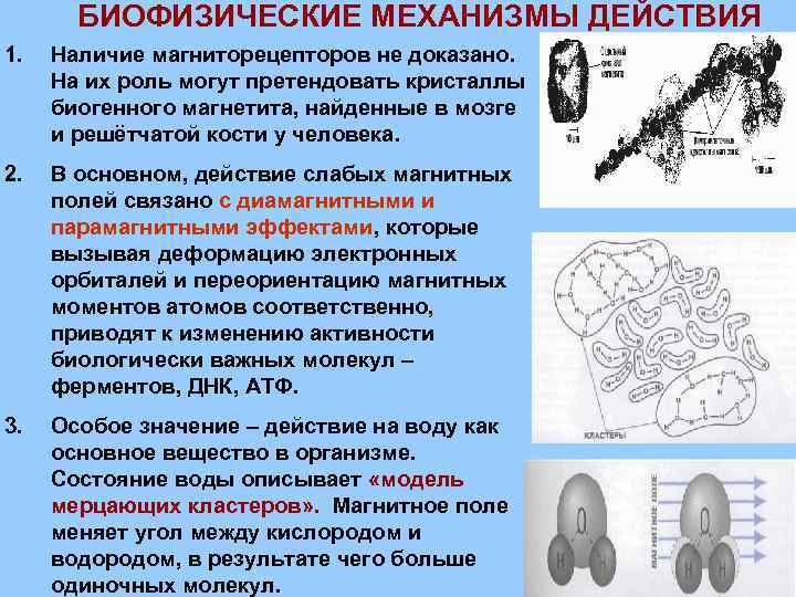 БИОФИЗИЧЕСКИЕ МЕХАНИЗМЫ ДЕЙСТВИЯ 1. Наличие магниторецепторов не доказано. На их роль могут претендовать кристаллы