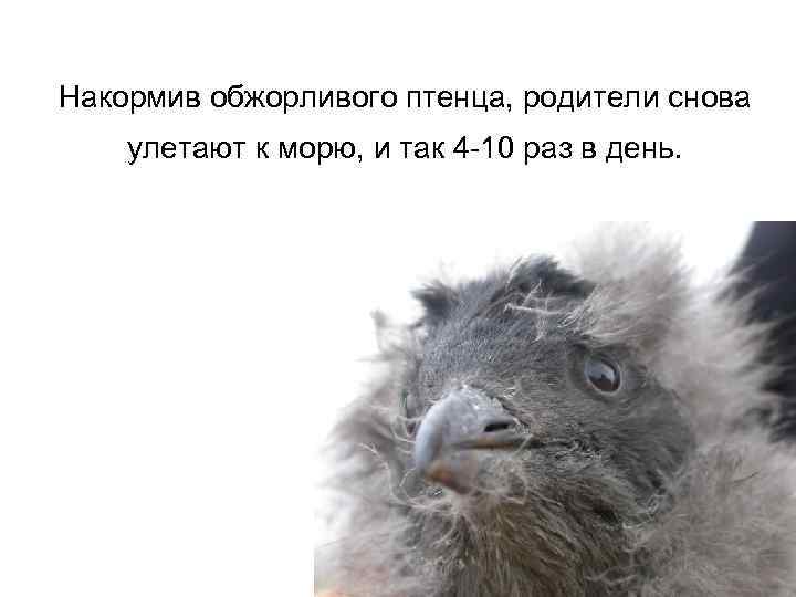 Накормив обжорливого птенца, родители снова улетают к морю, и так 4 -10 раз в
