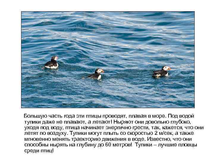  Большую часть года эти птицы проводят, плавая в море. Под водой тупики даже