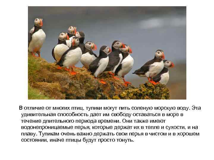  В отличие от многих птиц, тупики могут пить соленую морскую воду. Эта удивительная