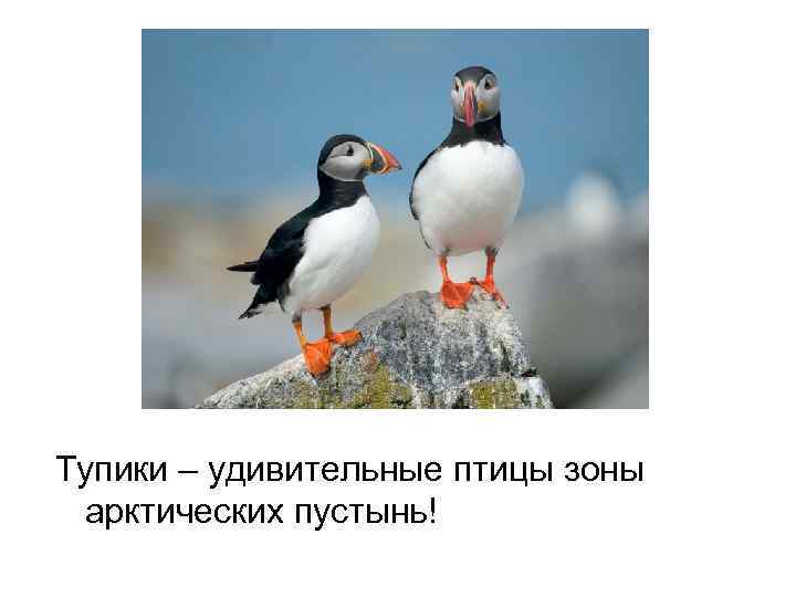 Тупики – удивительные птицы зоны арктических пустынь! 