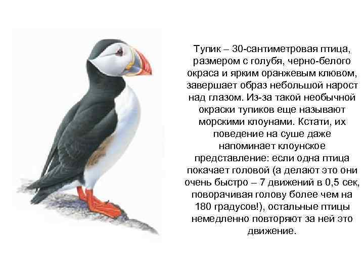 Тупик – 30 -сантиметровая птица, размером с голубя, черно-белого окраса и ярким оранжевым клювом,