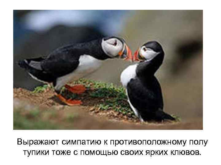 Выражают симпатию к противоположному полу тупики тоже с помощью своих ярких клювов. 