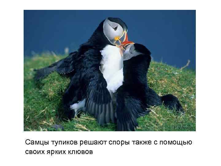  Самцы тупиков решают споры также с помощью своих ярких клювов 