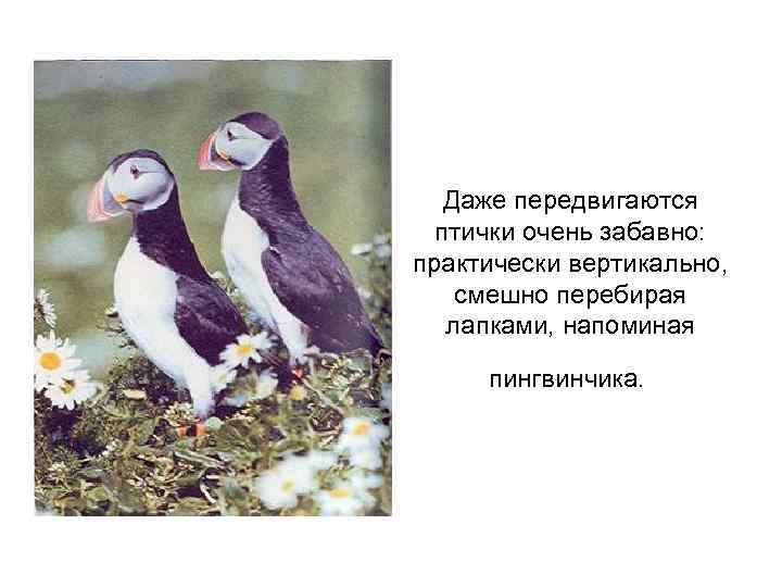Даже передвигаются птички очень забавно: практически вертикально, смешно перебирая лапками, напоминая пингвинчика. 