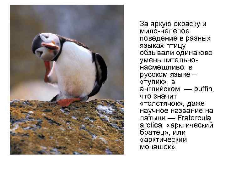  За яркую окраску и мило-нелепое поведение в разных языках птицу обзывали одинаково уменьшительнонасмешливо: