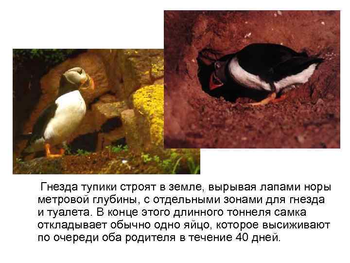 Гнезда тупики строят в земле, вырывая лапами норы метровой глубины, с отдельными зонами