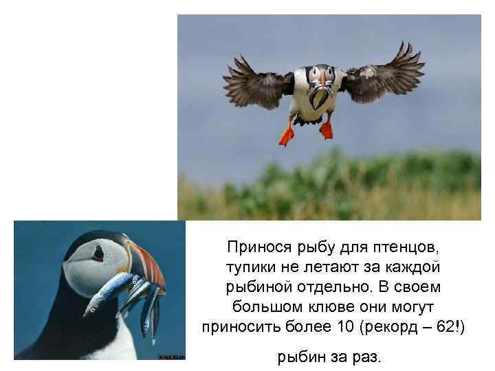 Принося рыбу для птенцов, тупики не летают за каждой рыбиной отдельно. В своем большом