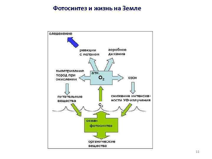 Фотосинтез и жизнь на Земле 11 