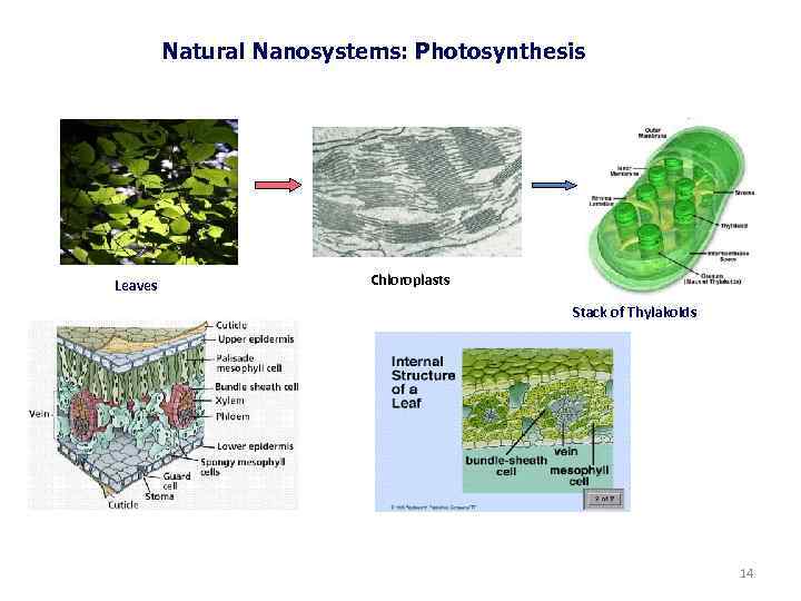 Natural Nanosystems: Photosynthesis Leaves Chloroplasts Stack of Thylakoids 14 14 