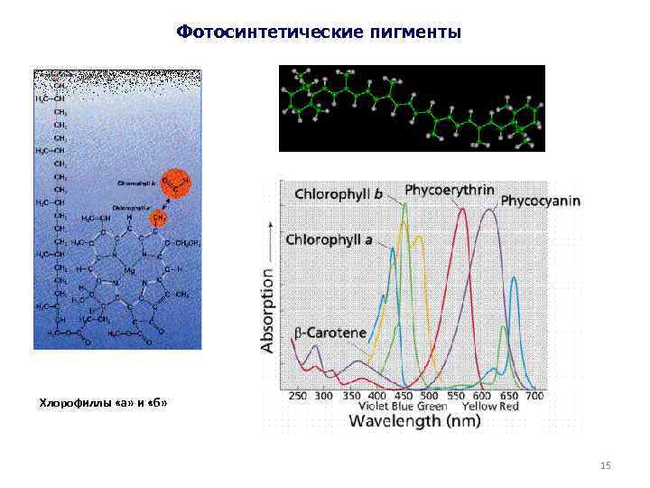Фотосинтетические пигменты Каротиноиды Хлорофиллы «а» и «б» 15 