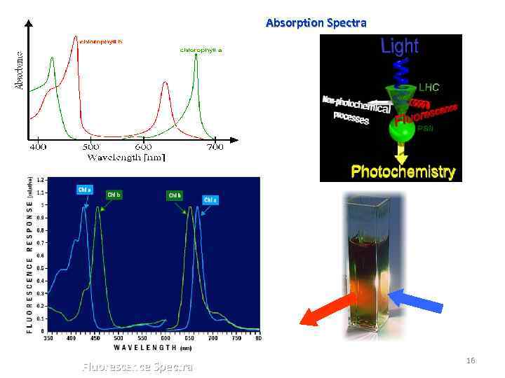 Absorption Spectra Fluorescence Spectra 16 