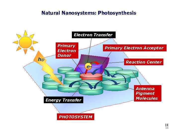 Natural Nanosystems: Photosynthesis Electron Transfer hu Primary Electron Donor Primary Electron Acceptor e- Energy