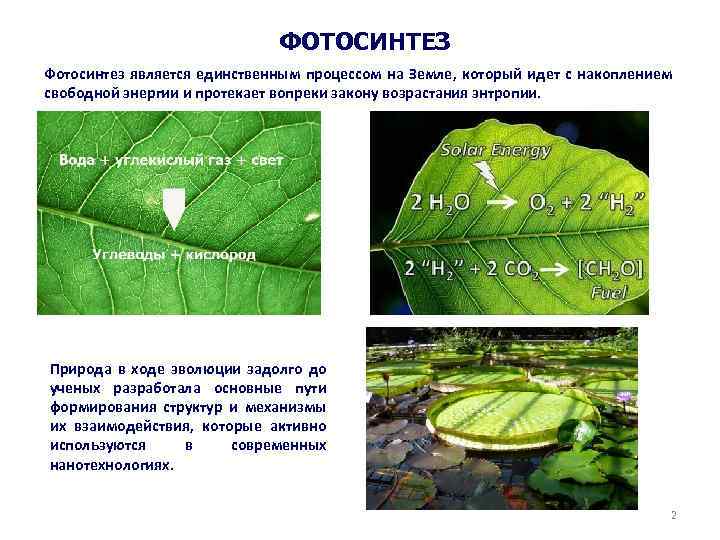 ФОТОСИНТЕЗ Фотосинтез является единственным процессом на Земле, который идет с накоплением свободной энергии и