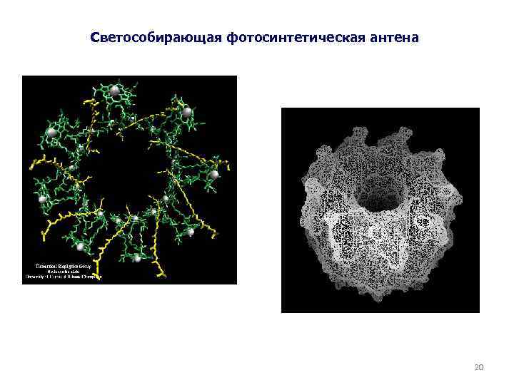 Светособирающая фотосинтетическая антена 20 