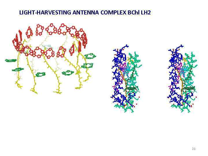 LIGHT-HARVESTING ANTENNA COMPLEX BChl LH 2 21 